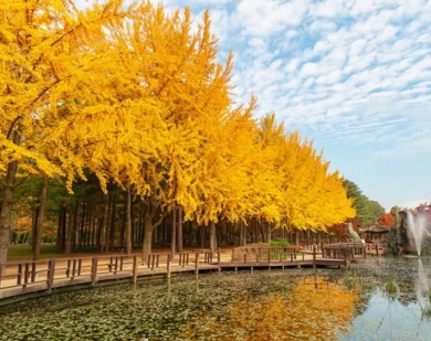 HÀ NỘI – SEOUL – NAMI – CÔNG VIÊN EVERLAND