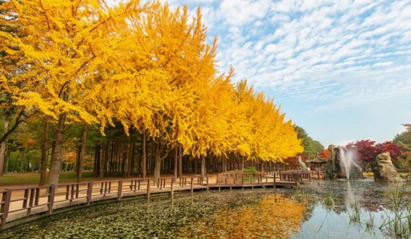 HÀ NỘI – SEOUL – NAMI – CÔNG VIÊN EVERLAND